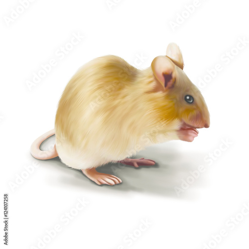 Mouse