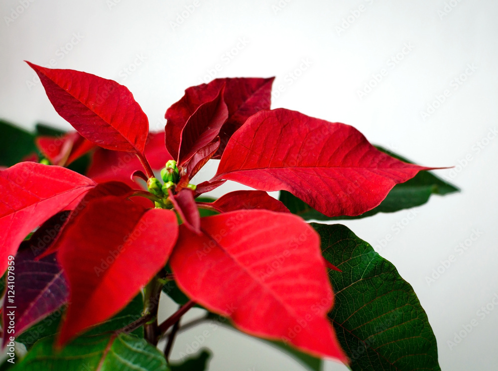 Christmas flower poinsettia indoor on white background space for text Christmas flower poinsettia indoor on white background space for text