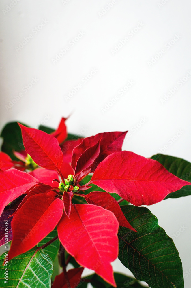 Christmas flower poinsettia indoor on white background space for text
