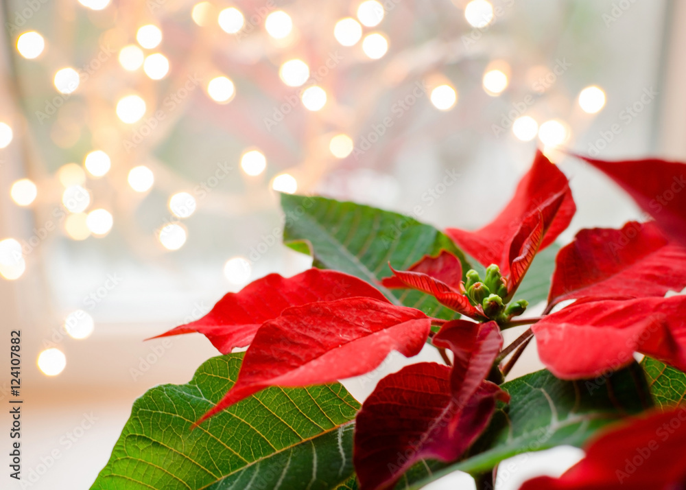 Naklejka premium Christmas flower poinsettia indoor on defocused lights background space for text