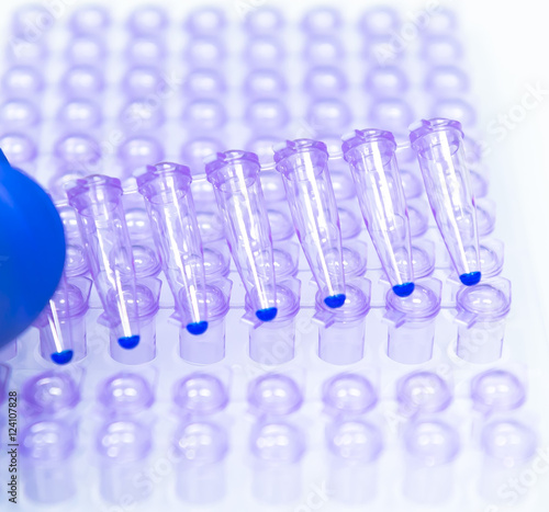 Researcher prepares the PCR tubes to amplify the target gene  photo