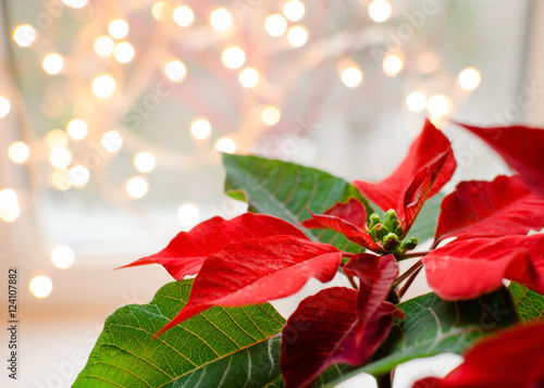 Christmas flower poinsettia indoor on defocused lights background space for text photo