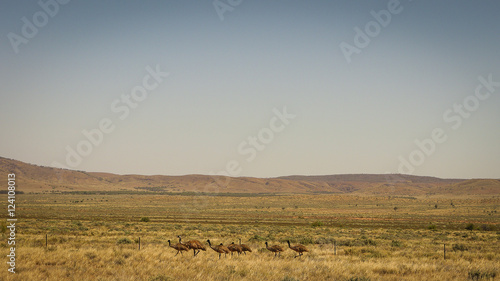 Emus in den Flinders Ranges, Outback in Australien