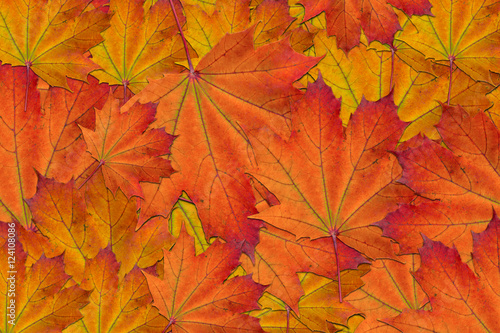 bright autmnal leaves