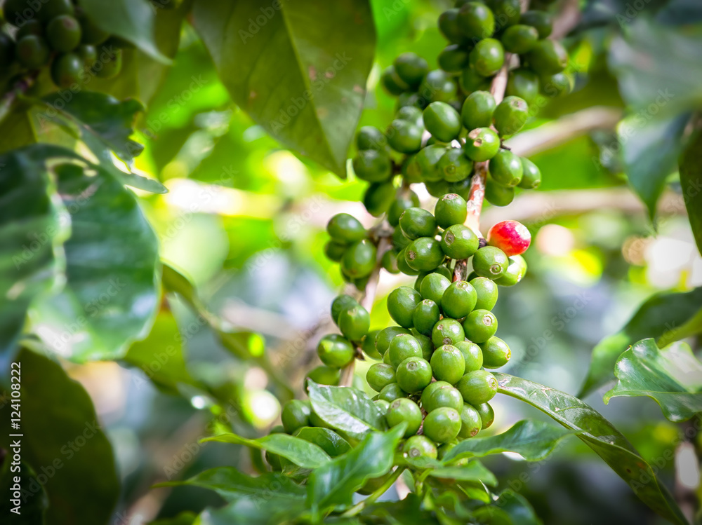 Green of coffee pods on the branch Green of coffee pods on the branch