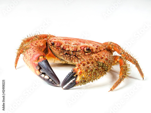 boiled crab isolated on white background
