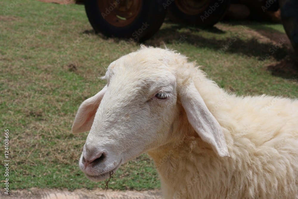 Sheep / Sheep at the farm, Ratchaburi, Thailand Sheep / Sheep at the farm, Ratchaburi, Thailand