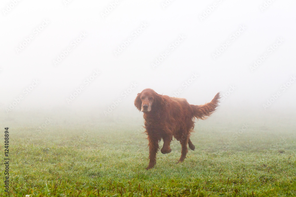 Red irish setter dog