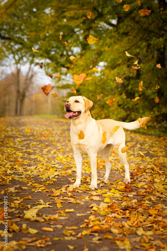 Fototapeta Naklejka Na Ścianę i Meble -  labrador retriever dog