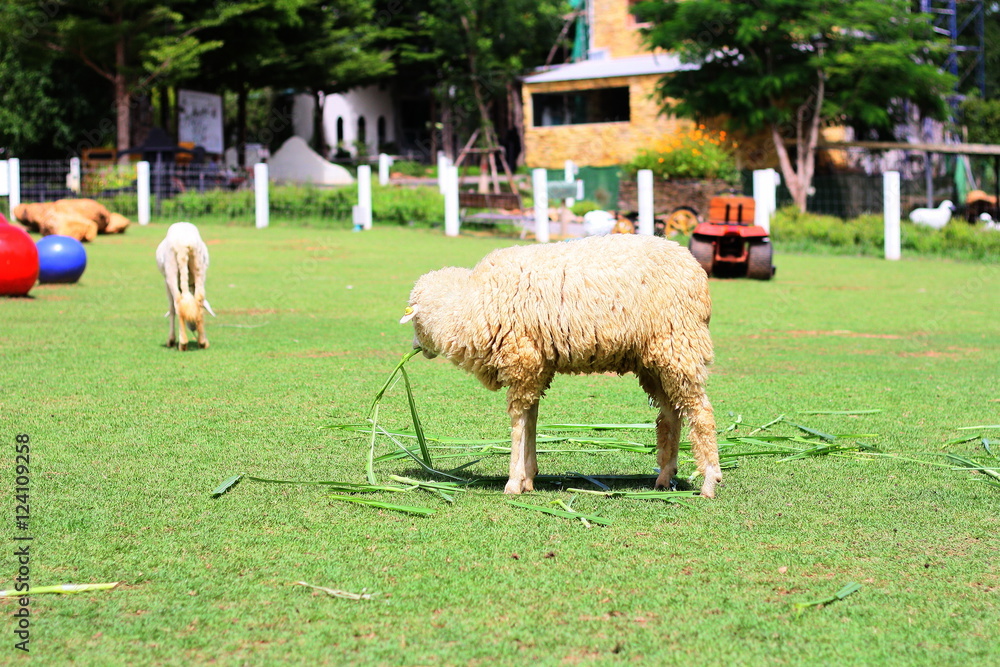 Fototapeta premium Sheep / Sheep at the farm, Ratchaburi, Thailand
