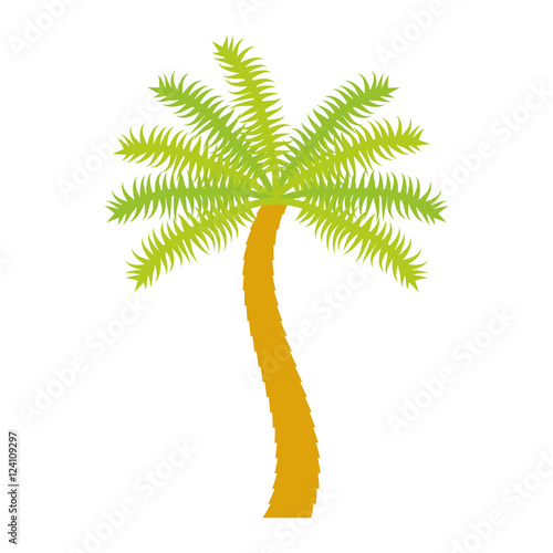 palm tropical tree isolated icon vector illustration design