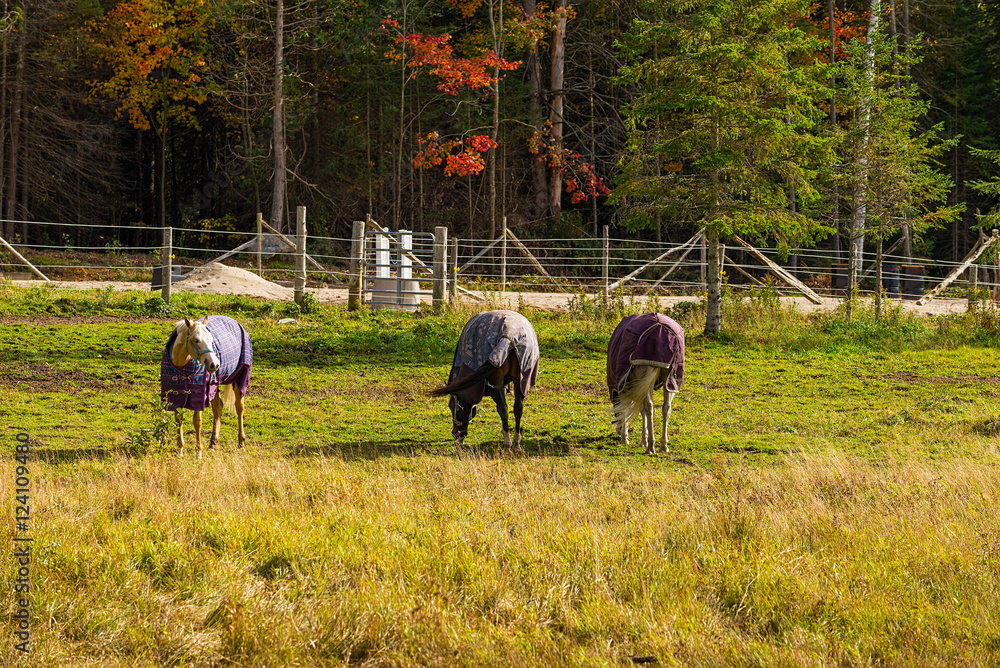 Fototapeta premium Horses with blankets