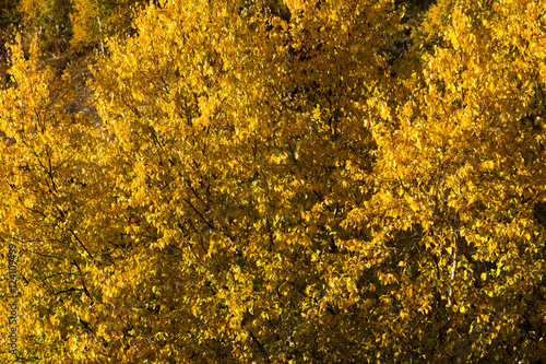 Beautiful autumn golden leaves on the tree
