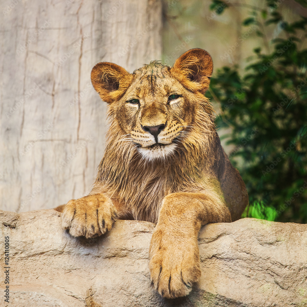 Obraz premium Lion cub playing with a branch (Panthera Leo)