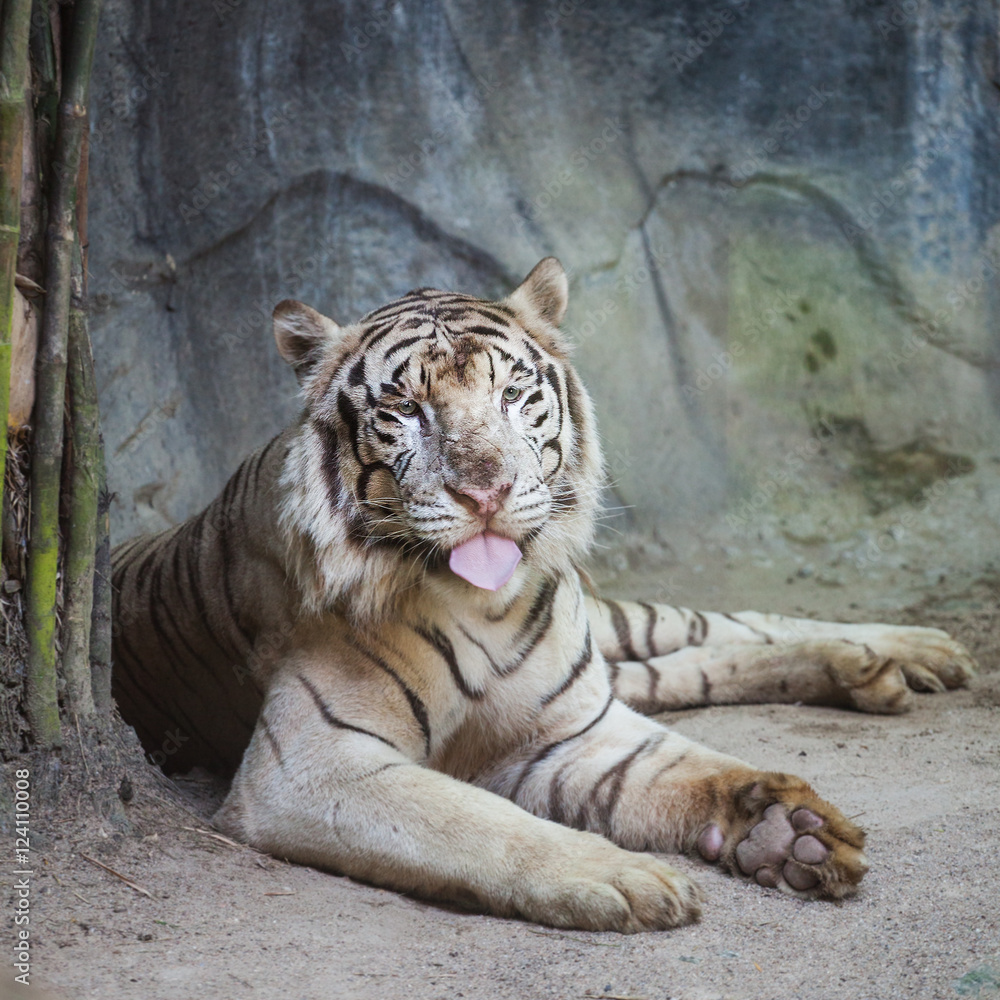 Rare Black and White Striped Adult Tiger Rare Black and White Striped Adult Tiger