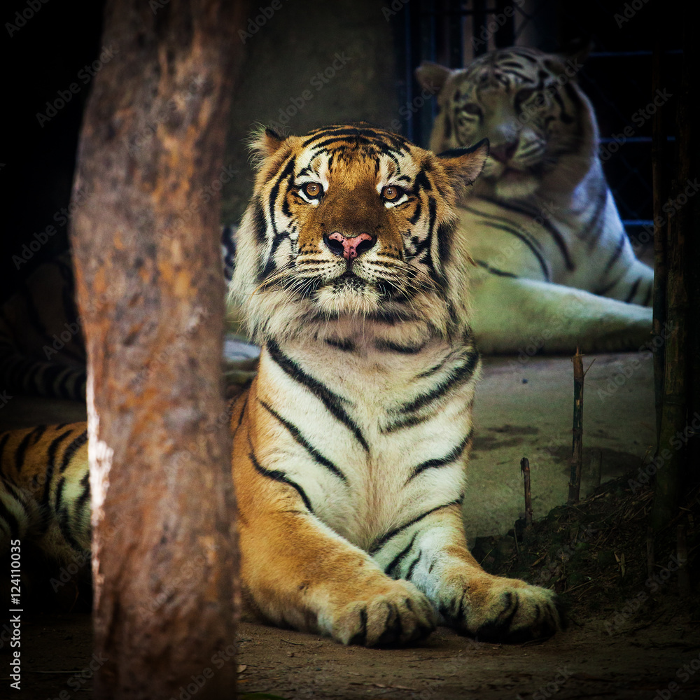 Obraz premium Bengal Tiger in forest show head and leg