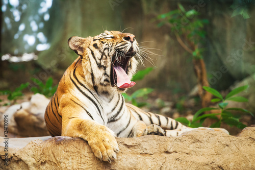 Sumatran Tiger Roaring show head and leg in the zoo