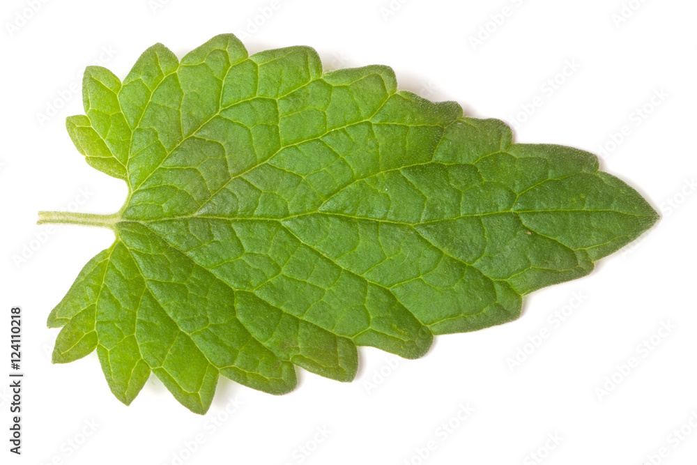 Fototapeta premium of lemon balm leaf isolated on white background