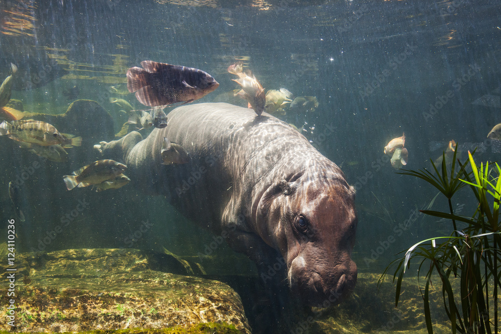 Pygmy hippos dive underwater with fish Thailand StockFoto Adobe Stock