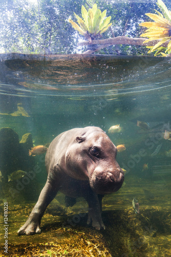 Pygmy hippos dive underwater with fish Thailand