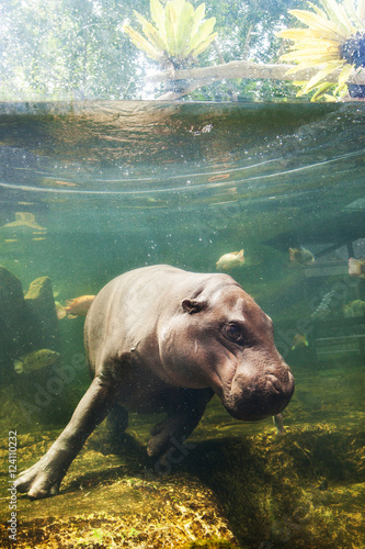 Pygmy hippos dive underwater with fish Thailand