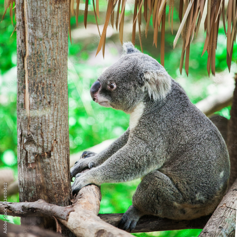 Naklejka premium koala bear sitting on tree in the zoo