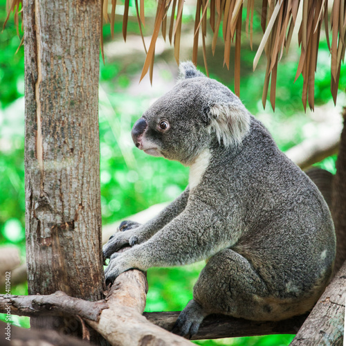 Fototapeta Naklejka Na Ścianę i Meble -  koala bear sitting on tree in the zoo