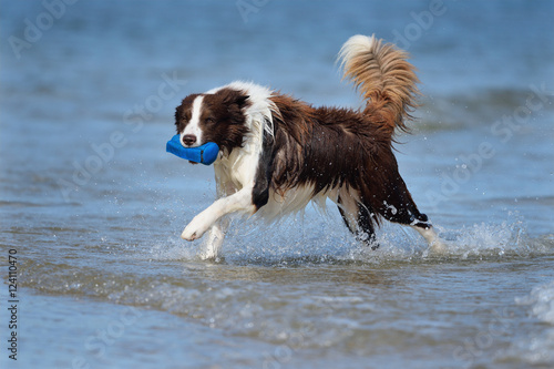 Fotótapéta happy Border Collie dog splashing on sea fetch in water ocean