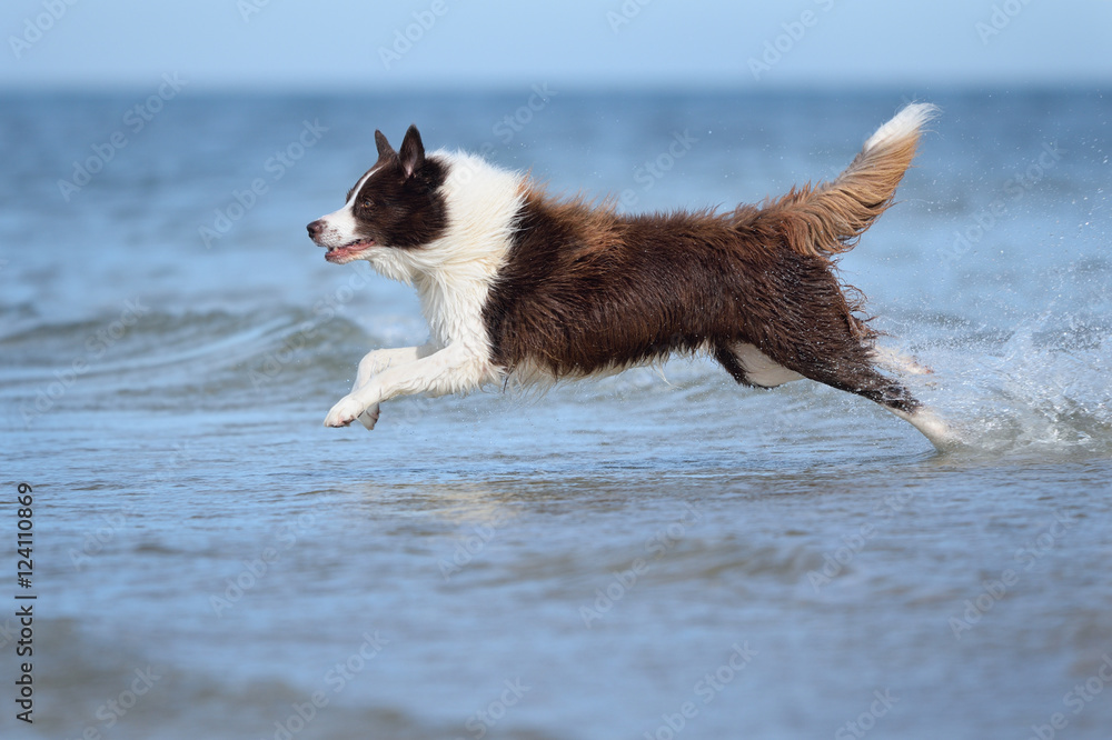happy Border Collie dog splashing on sea fetch in water ocean