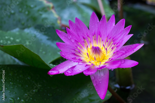 Water lily with morningdew