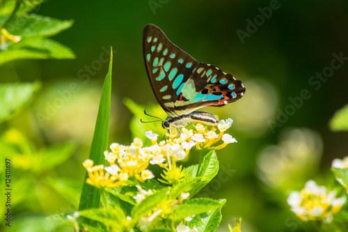 Common Jay butterfly, Graphium arycles on Lantana flower. photo