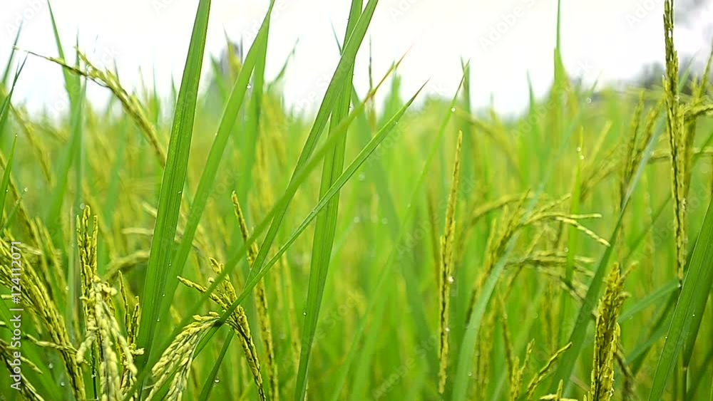 Dolly slider shot fresh nature green rice field in Thailand Dolly slider shot fresh nature green rice field in Thailand
