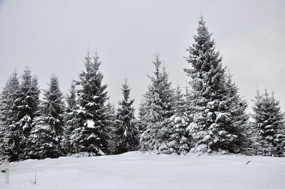 Naklejka premium Fairy winter landscape with fir trees