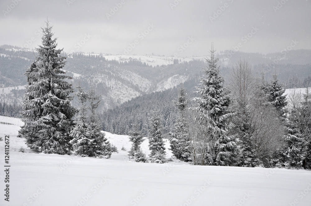Fototapeta premium Fairy winter landscape with fir trees
