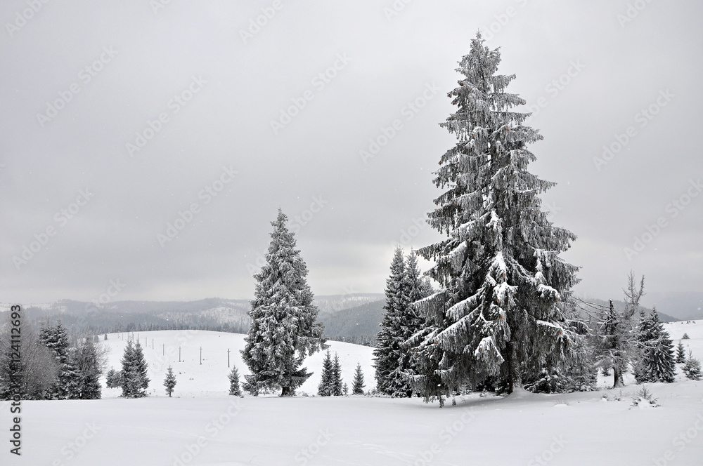 Naklejka premium Fairy winter landscape with fir trees