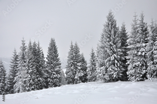 Fairy winter landscape with fir trees © salajean