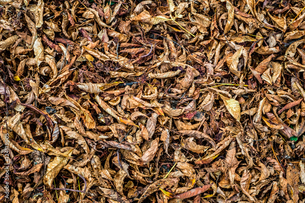 Chestnut leaves and shells in the grass, top view. Chestnut leaves and shells in the grass, top view.