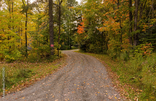 Road in forest