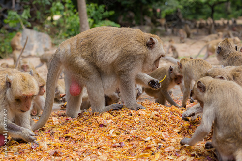 Monkeys eating  temple in Thailand.