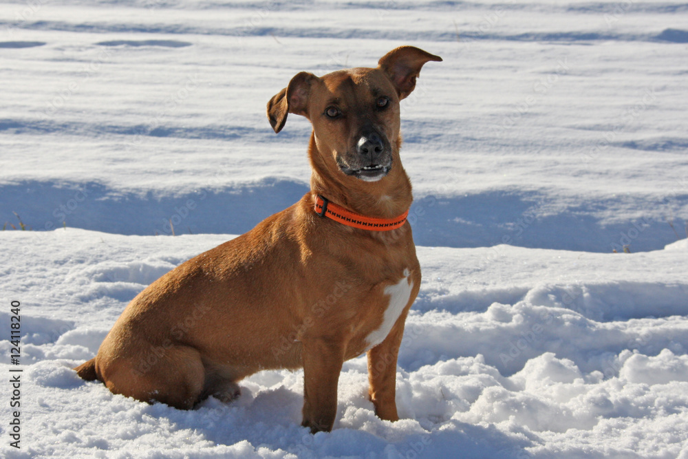 Crossbreed sitting in snow