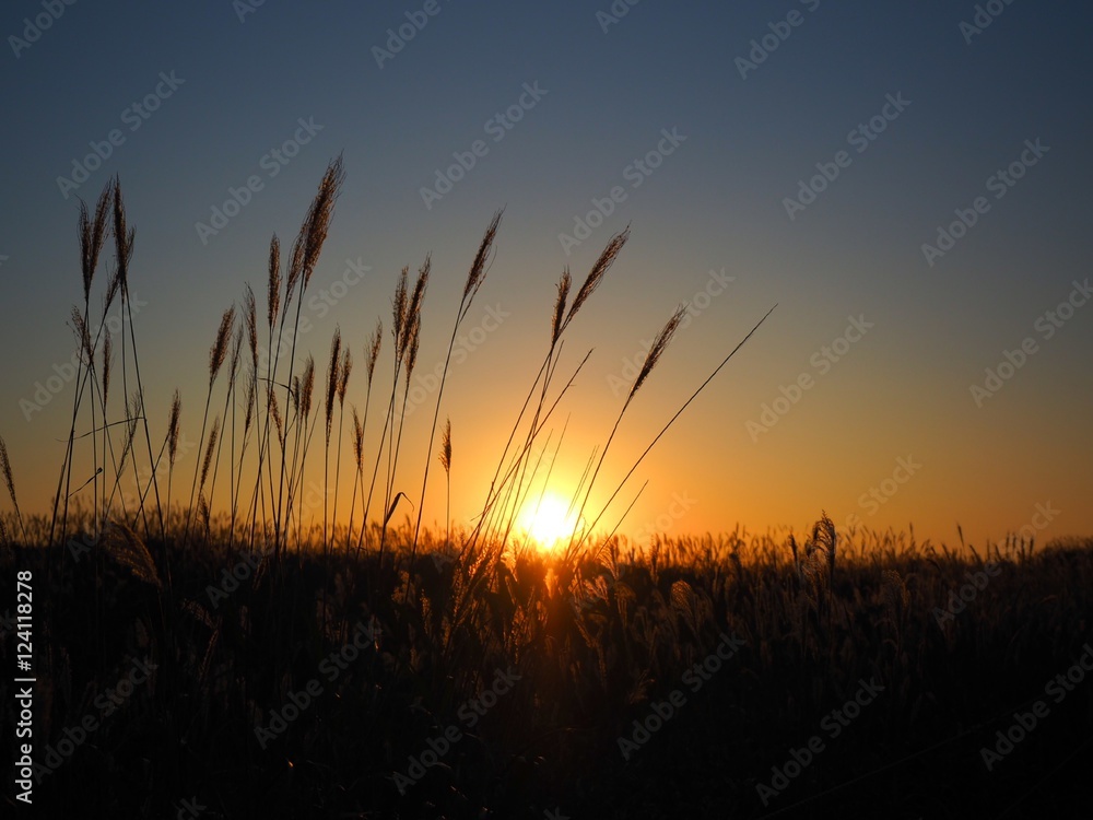 ススキと夕陽 ススキと夕陽