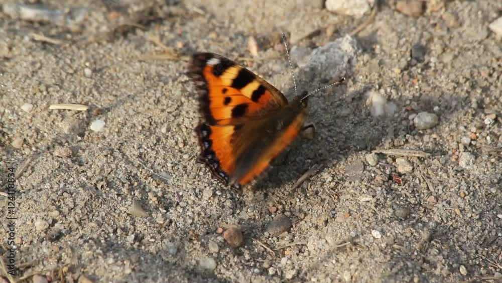 Small tortoiseshell (Aglais urticae) on forest floor Small tortoiseshell (Aglais urticae) on forest floor