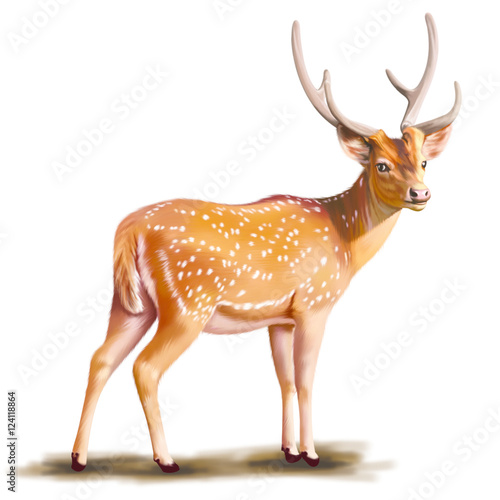 Deer