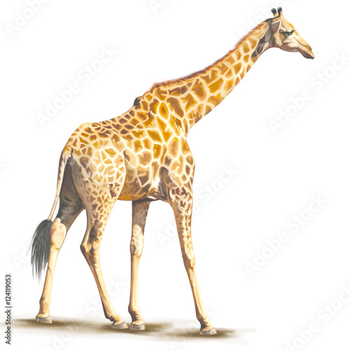Giraffe