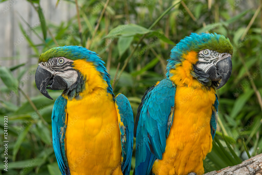 Two perched Macaws