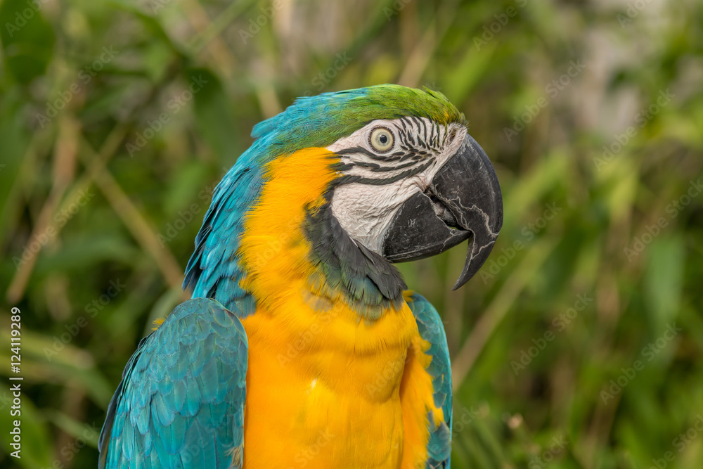 Macaw Alone