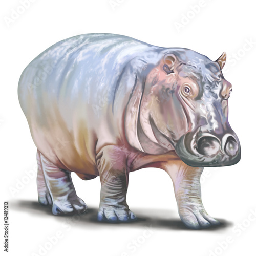 Hippopotamus