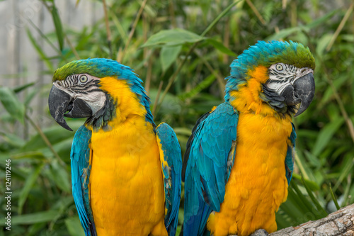 Two perched Macaws