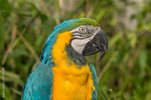 Macaw Alone