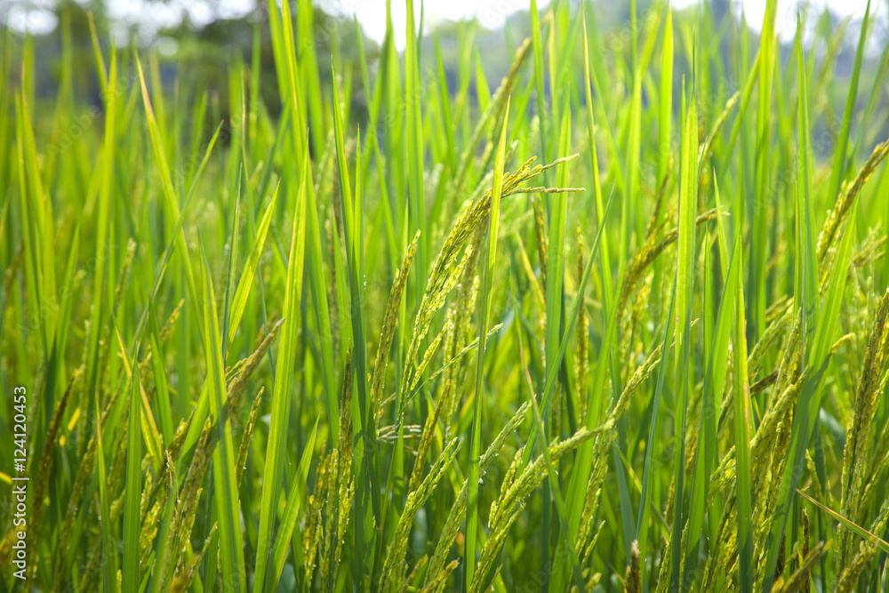 Fototapeta premium Rice spike in rice field